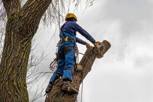 How Our Tree Care Process Works  in  Wheeling, IL