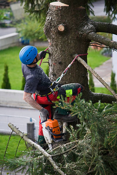 Best Tree Trimming and Pruning  in Wheeling, IL