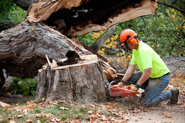 Best Tree Mulching  in Wheeling, IL