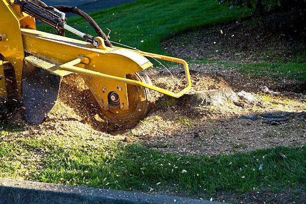 Professional Tree Services in Wheeling, IL